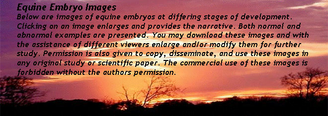 Text Box: Equine Embryo ImagesBelow are images of equine embryos at differing stages of 	development. Clicking on an image enlarges and provides the narrative. Both normal and abnormal examples are presented. You may download these images and with the assistance of different viewers enlarge and/or modify them for further study. Permission is also given to copy, disseminate, and use these images in any original study or scientific paper. The commercial use of these images is forbidden without the authors permission.